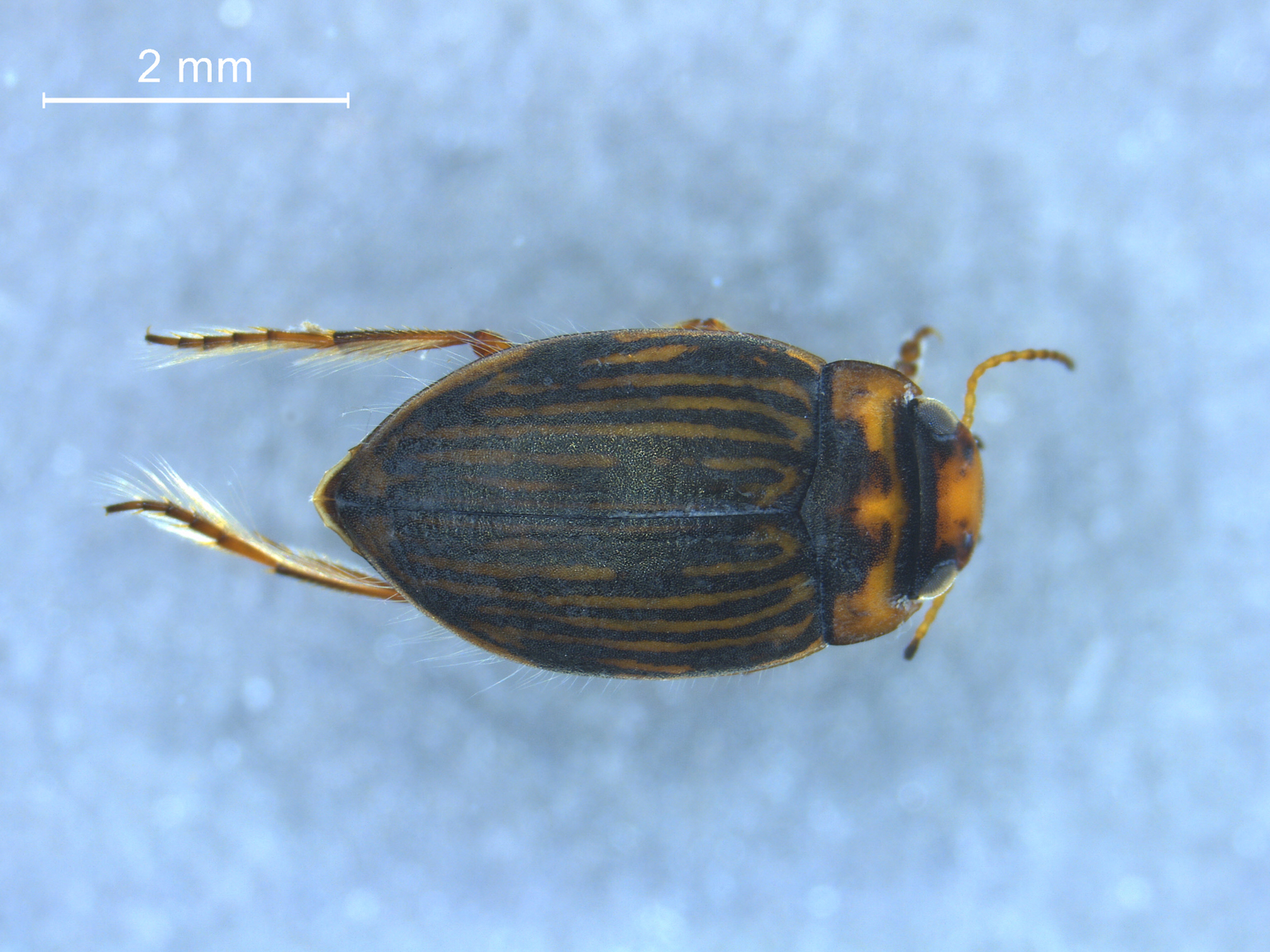 Nebrioporus assimilis